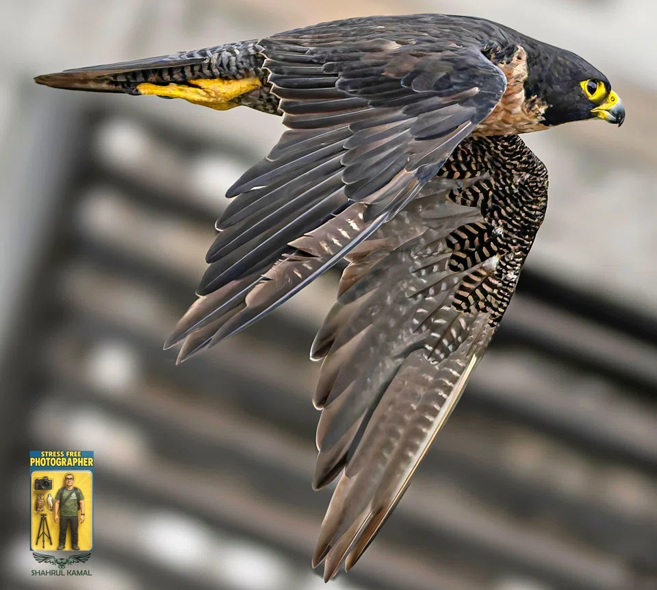 The Ernesti peregrine falcon spotted at Jalan Kukoh has drawn the attention of many birders. PHOTO: SHAHRUL KAMAL