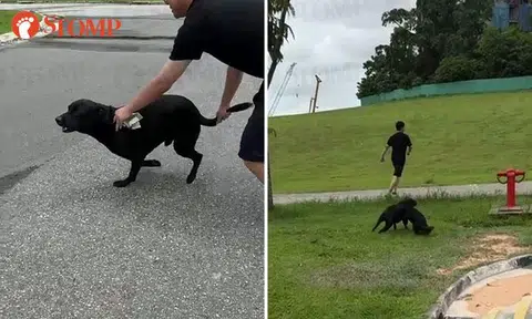 Woman furious after unleashed dog runs up to her at Lentor Gardens: 'What if I had small kids?'