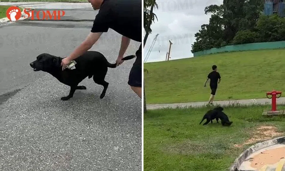 Woman furious after unleashed dog runs up to her at Lentor Gardens: 'What if I had small kids?'