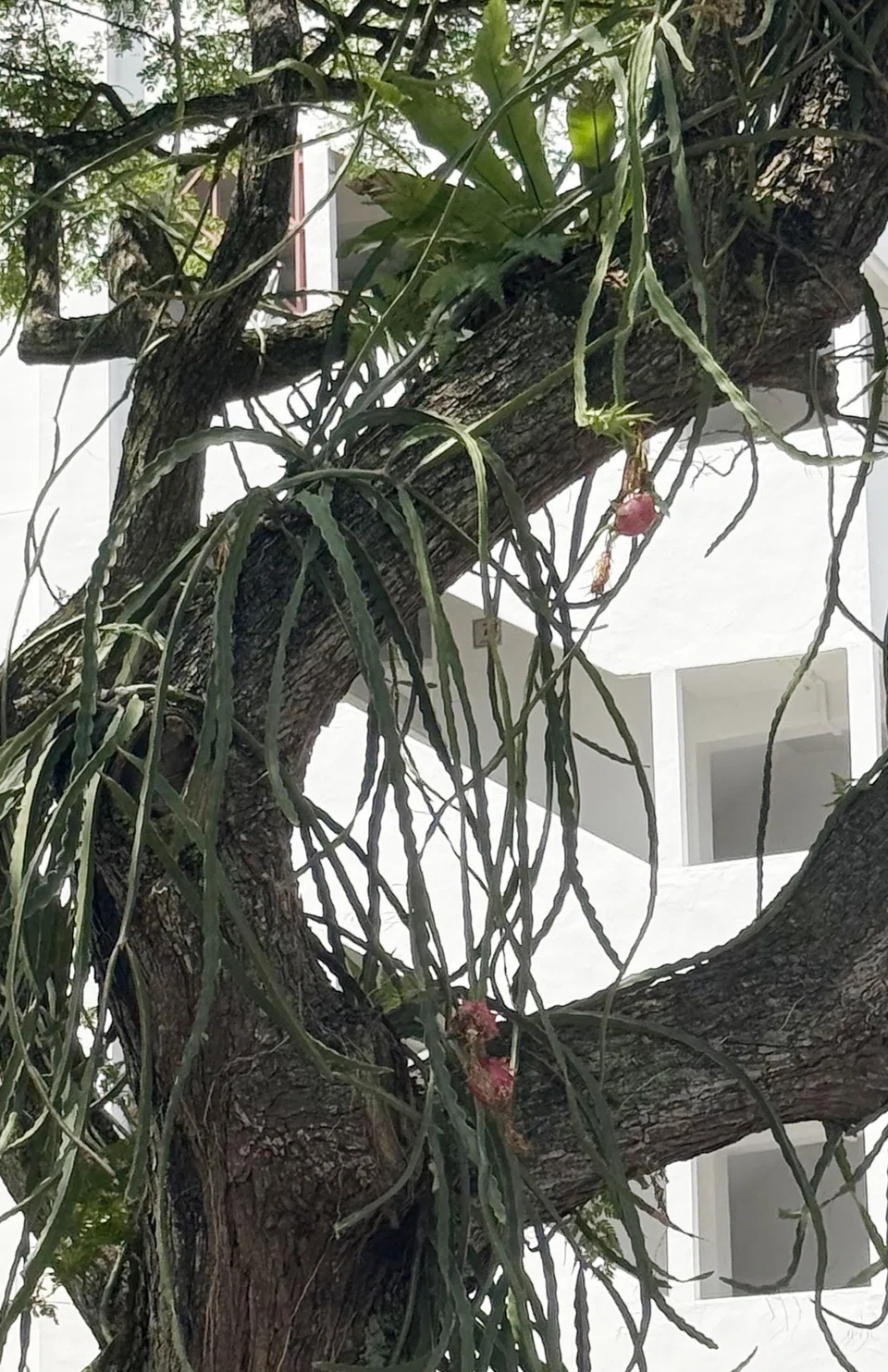 Three dragon fruits grow on a tree next to Block 26 Lorong 6 Toa Payoh. PHOTO: SHIN MIN DAILY NEWS
