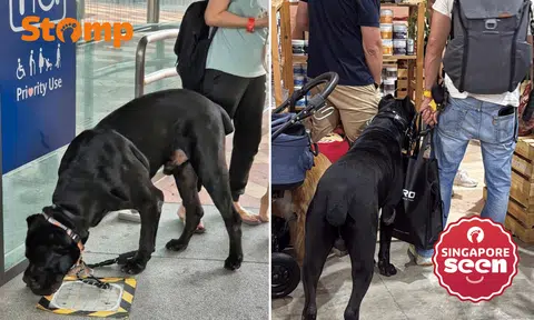 The Cane Corso that allegedly attacked a cat and dog at the PetExpo Fiesta was seen without a muzzle, going against NParks regulations on scheduled dog breeds.