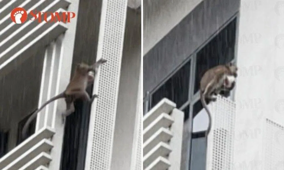 Monkey steals cup noodles in NTU, then scales railing to open it