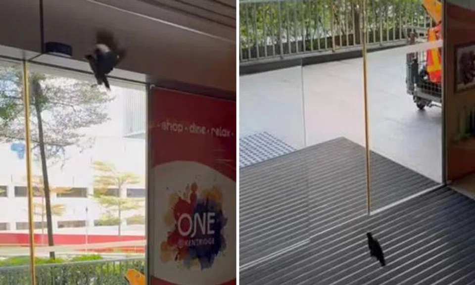 Intelligent or just lucky? Mynas trigger motion sensor to escape Kent Ridge mall