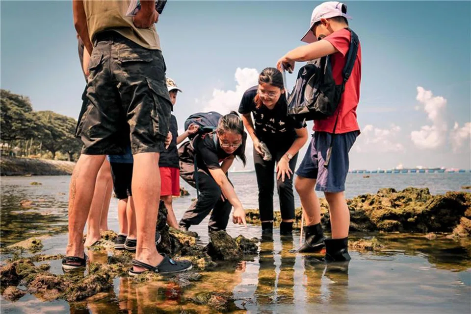 Young Nautilus, an enrichment provider, conducts intertidal walks at sandy shores, including Coney Island and Pasir Ris.