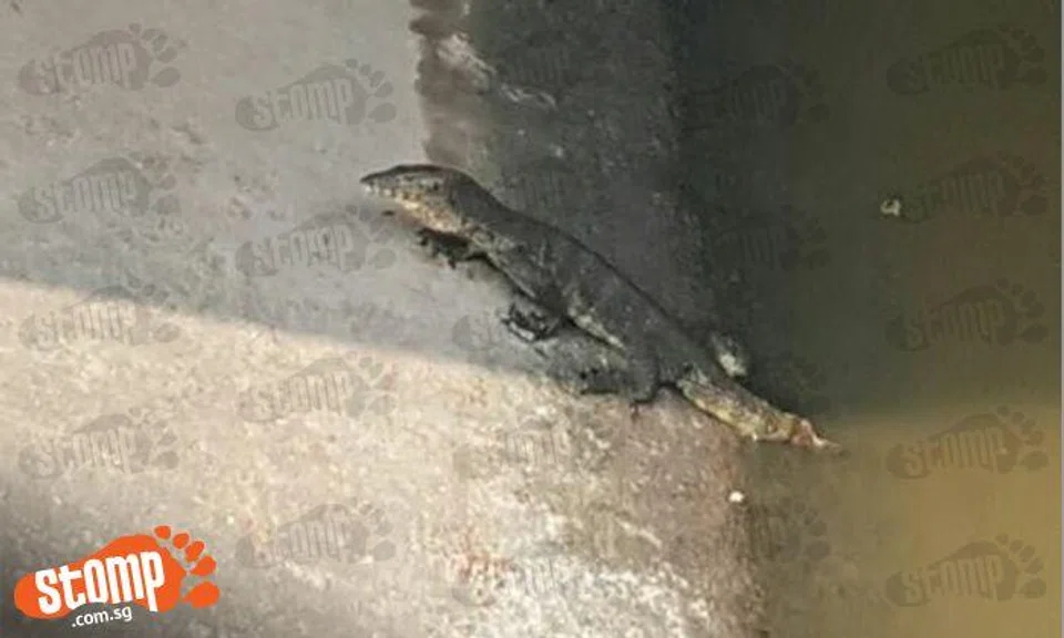Monitor lizards are everywhere -- even in Jurong Lake