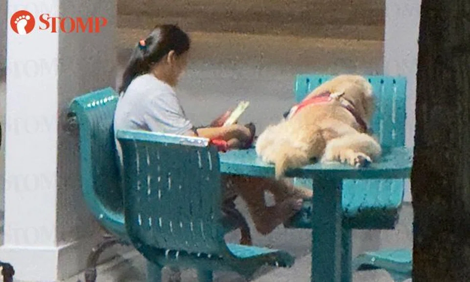 golden retriever lies on Bukit Batok void deck table