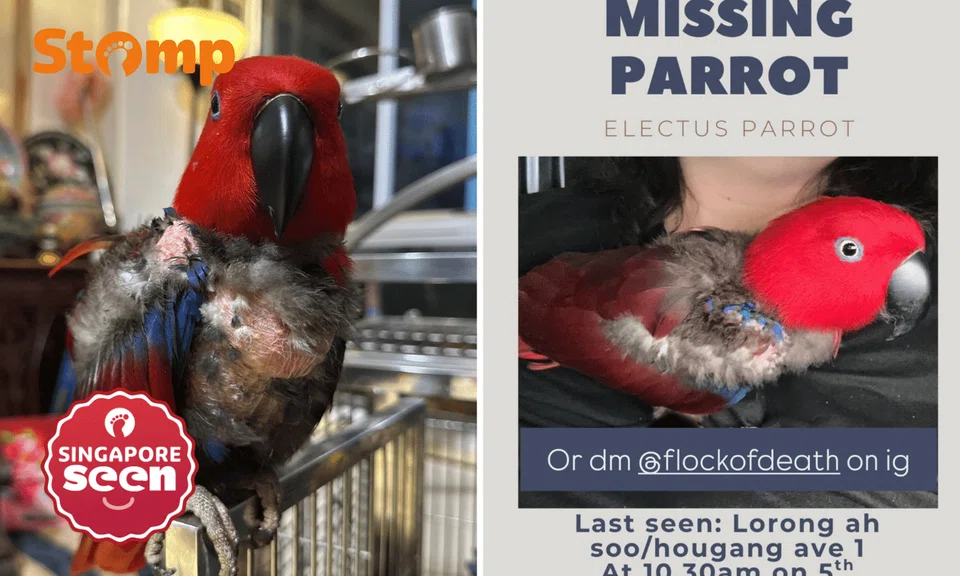 missing parrot