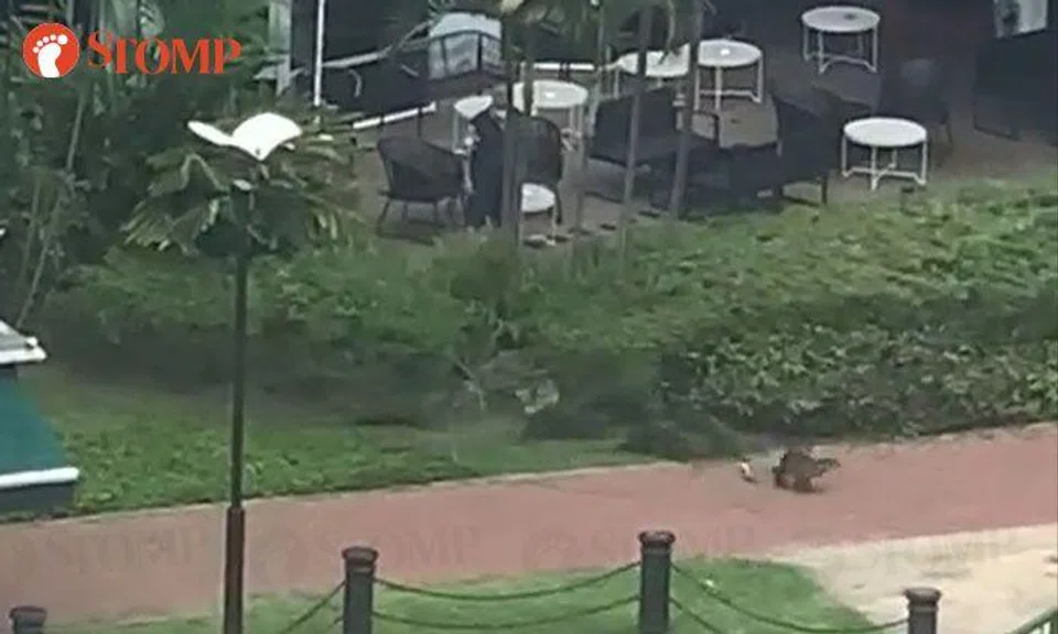 Trio seen 'chasing' otters at Roberson Quay were 'buying time' for one that got separated from family