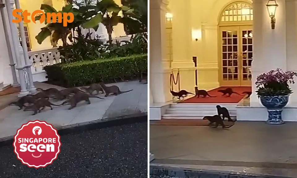 Awww! Cute video of otters on morning jog outside Raffles Hotel will brighten your day