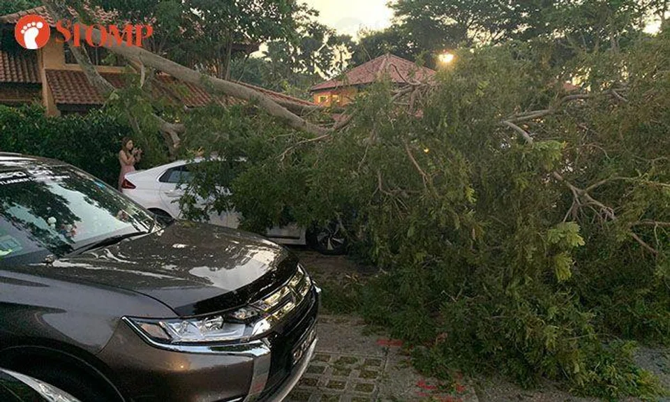 Huge tree branch falls on car at NSRCC chalet in Changi