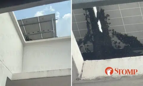 Stomper Steth, who lives at Block 984D Buangkok Link, shared a video taken from his flat showing countless bees congregating on the rooftop of his block.