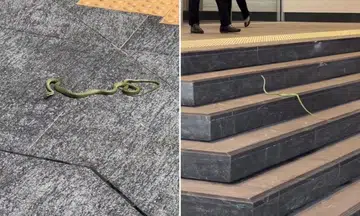 snake falls onto pavement in cbd