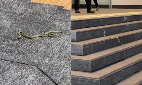 snake falls onto pavement in cbd