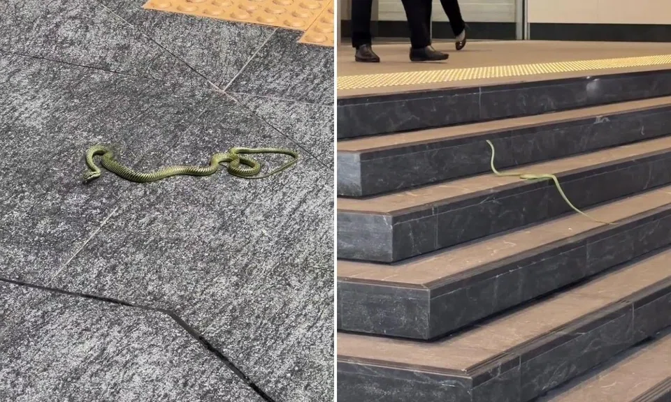 snake falls onto pavement in cbd