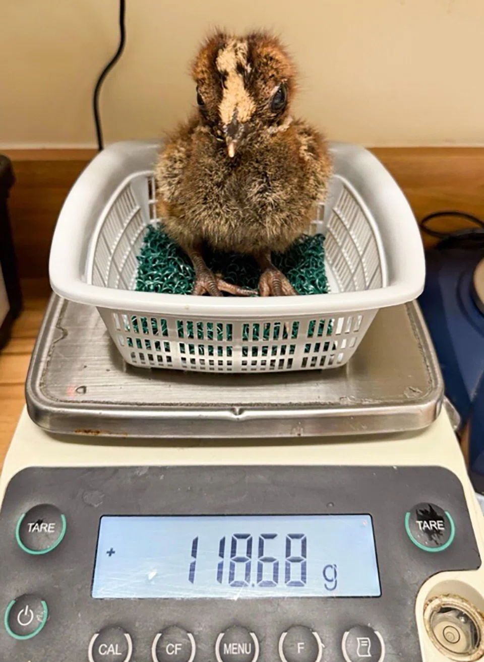 The chick's weight being recorded on Day 12.