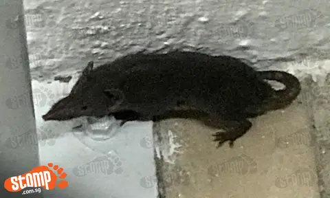 Is that a gigantic rat scurrying around Clementi Avenue 3 block? Not quite