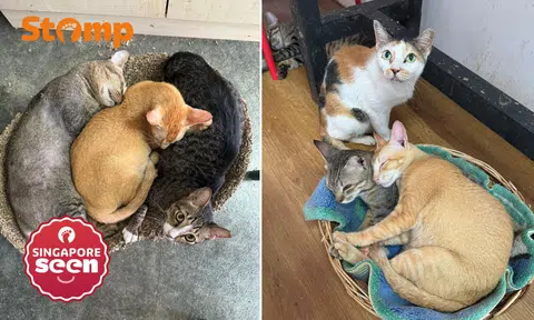 Joo Chiat boarding home with 85 cats facing eviction after owing $30,000 in rent
