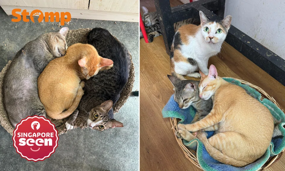 Rescued cats at Meow Homestay, now at risk of losing their shelter.