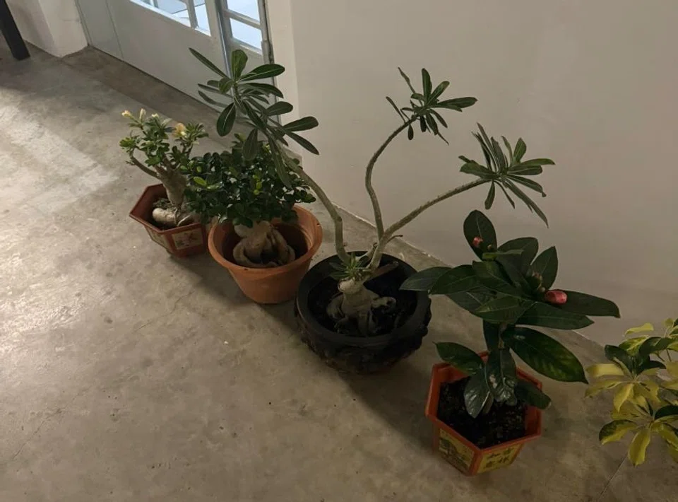 potted plants
