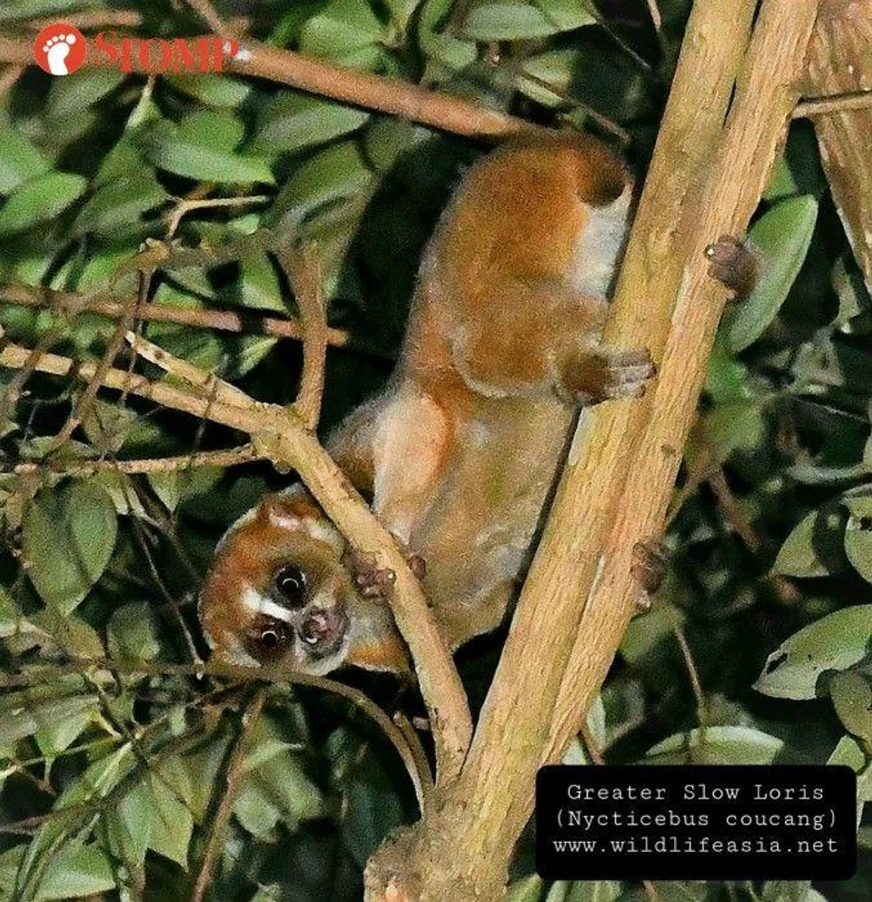 Man's wildest dreams come true after sighting critically endangered ...