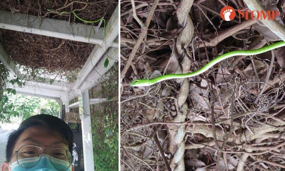 Man takes selfie with snake that he initially thought was 'fake rubber toy' at Sungei Buloh