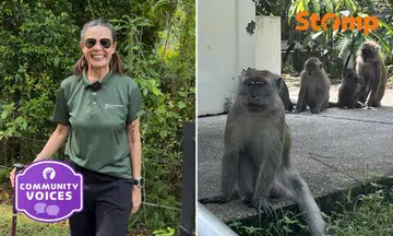 ‘As long as the monkeys need me’: Why this teacher spends her weekends protecting S’pore’s monkeys