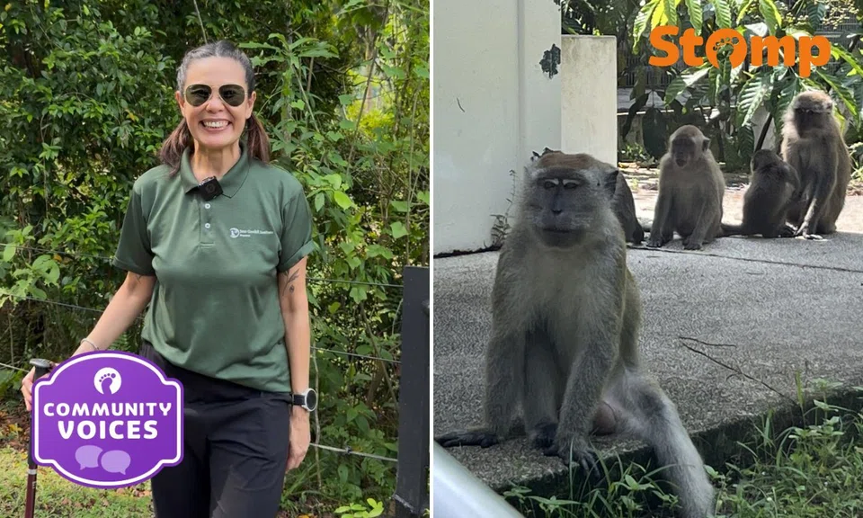 ‘As long as the monkeys need me’: Why this teacher spends her weekends protecting S’pore’s monkeys