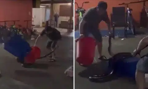 Man who killed python with cleaver in Boon Lay fined $1k, said he 'put it out of its misery'