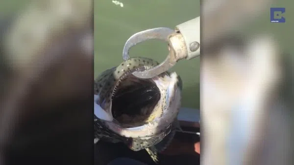 Snake Bite Cod Fisherman makes deadliest catch: A cod with a snake in its mouth | STOMP