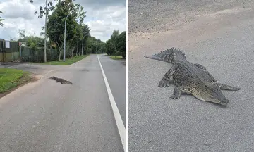 Crocodile spotted sunbathing at Lim Chu Kang Road, NParks launches search operation