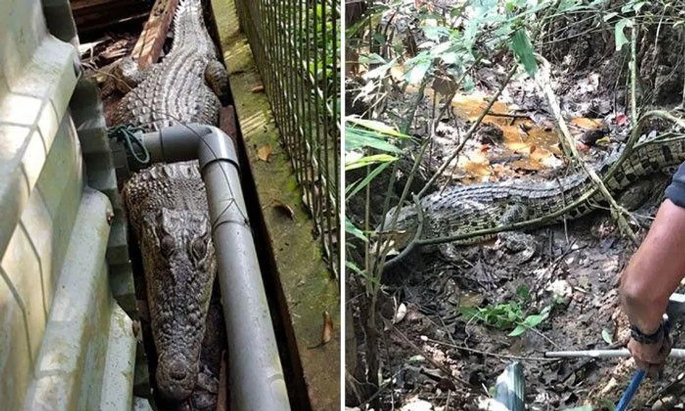 Crocodile measuring around 3m long found in Lim Chu Kang fish farm 