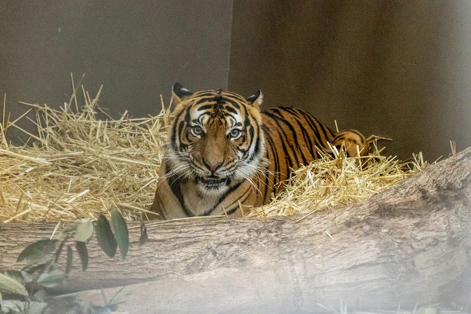 A five-year-old female Malayan tiger from Taipei Zoo arrived at Mandai on Feb 26 as part of a plan to pair her with another male Malayan tiger here. 