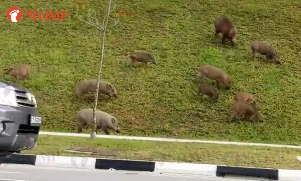 Wild boars have family outing at Pasir Ris Heights