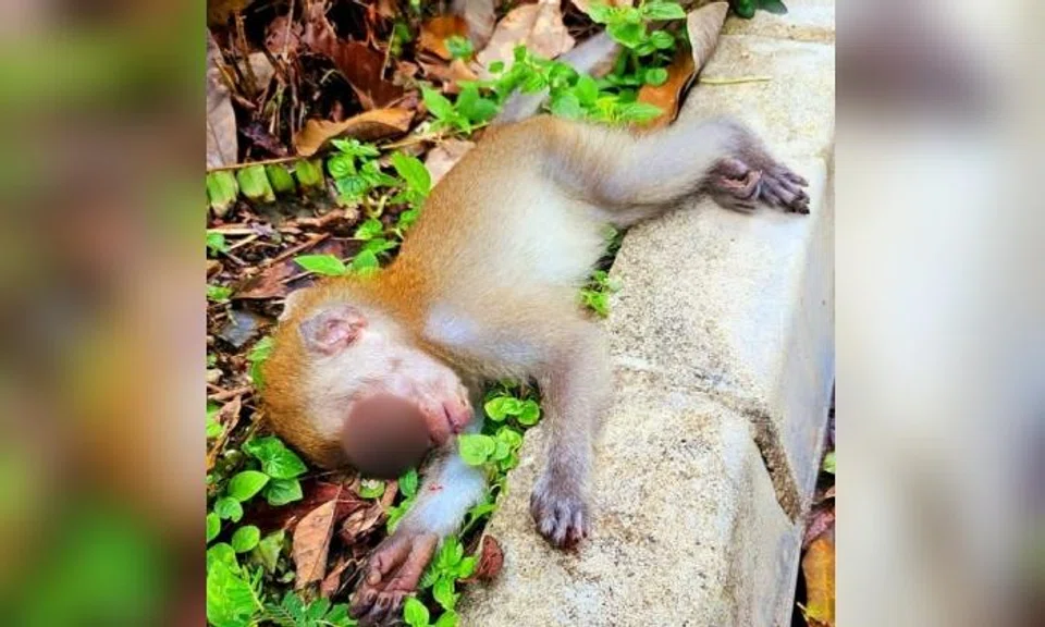 Man moved monkey killed by van: 'Father monkey almost attacked me, showing his sharp teeth'