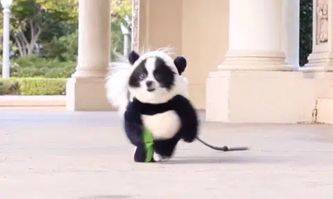 How a-dog-able! Dog dresses up as panda for Halloween