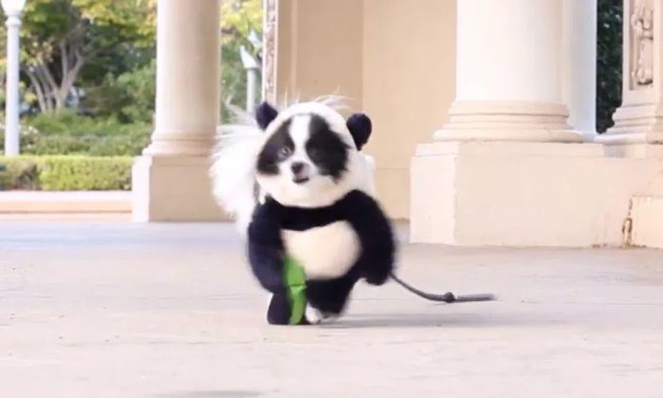 How a-dog-able! Dog dresses up as panda for Halloween