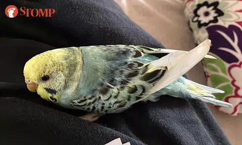 Stomper offering $30 reward for missing English budgie that flew off from Pending Road home