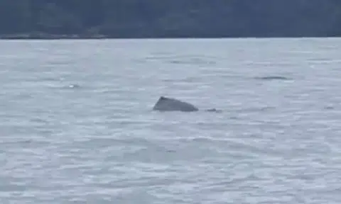 Pod of wild dolphins spotted in S'pore waters just off Sisters' Islands