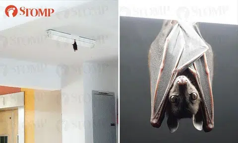Bukit Panjang resident enamored by adorable bat hanging out at HDB block
