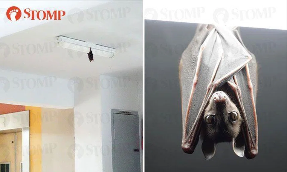 Bukit Panjang resident enamored by adorable bat hanging out at HDB block