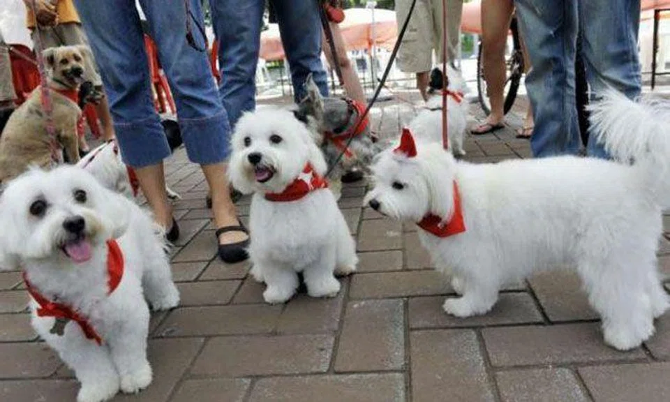 Stricter licensing requirements for dog owners and pet businesses from March onwards