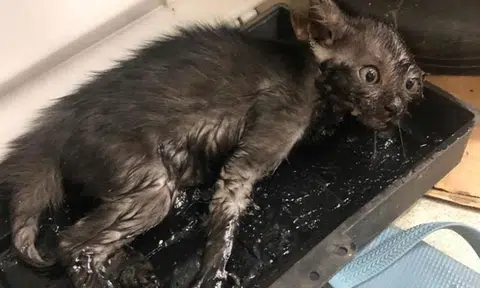 Kitten found stuck in glue trap for rats at Tampines market