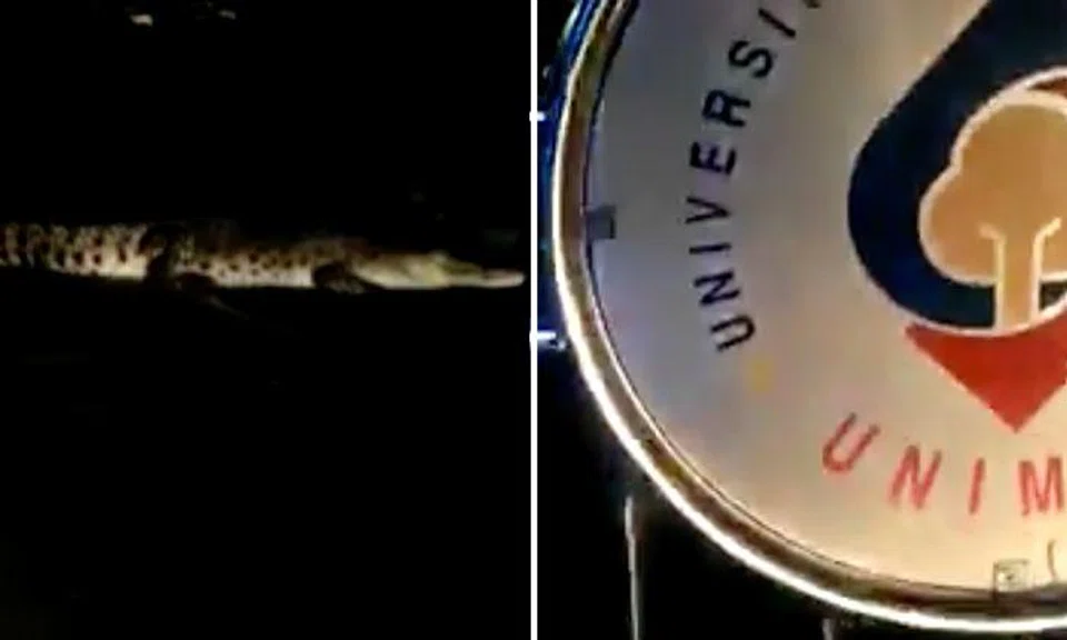 Malaysian university students find 2-metre long crocodile on campus