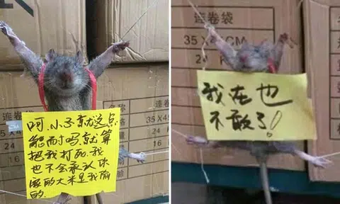 Rat tied up and publicly shamed for allegedly 'stealing rice' in China