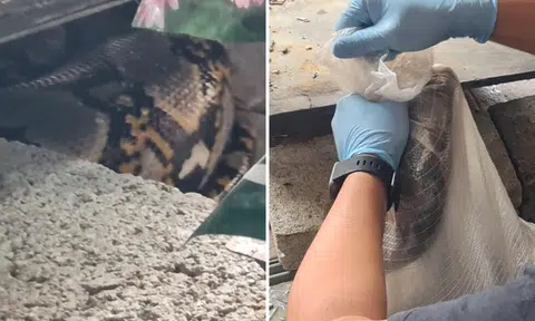 Stall owner terrified by 1m-long python at Whampoa market