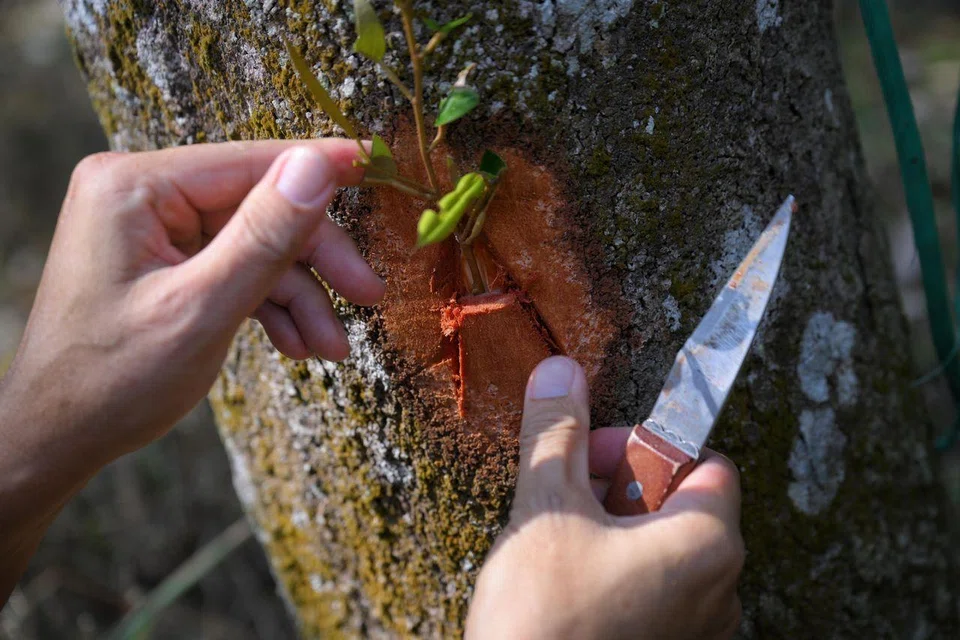 Mr Chin demonstrating the process of budding, a method of plant propagation, at his farm in Bekok. 