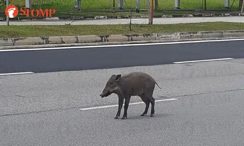 Boar goes wild at Seletar Aerospace Drive