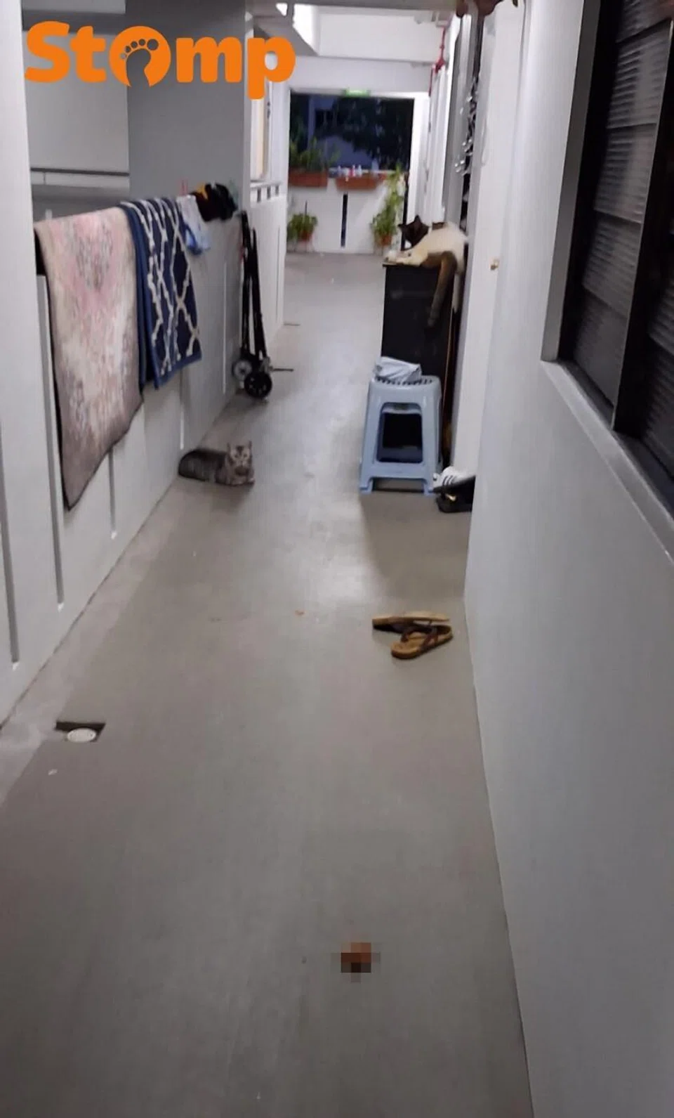 cat sitting outside the neighbouring unit with faeces