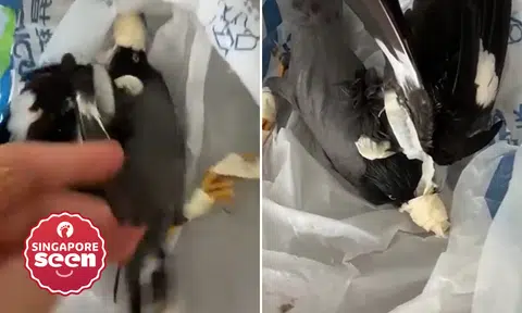 Woman tapes up myna and ‘lectures’ it for entering kitchen in Facebook video, ACRES ‘deeply disturbed’
