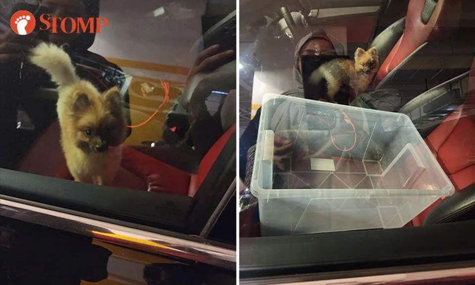 Audi driver leaves dog in car for more than 2½ hours at Changi Airport Terminal 3 carpark
